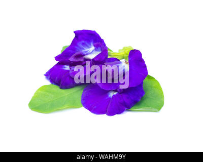 Close up of Butterfly pea flower on white background , Clitoria ternatea Stock Photo