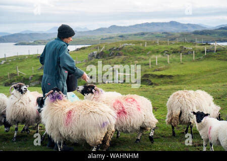Adult woman feeds her blackfaced sheep on her farm near Carloway, Isle of Lewis, Outer Hebrides, Scotland, UK Stock Photo