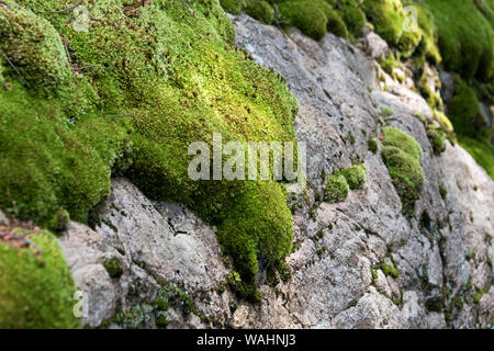 Pincushion Moss (Leucobryum glaucum) growing on a stone ledge, Isle au Haut, Maine. Stock Photo