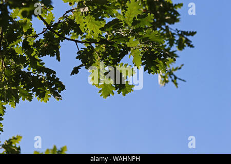 oak leaves with the light behind Latin quercus variety quercus robur family fagaceae in spring in Italy and a protected tree in Italy Stock Photo