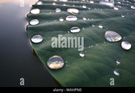 Lilyscape - Macro Shot of Still Drops of Water on Water Lily (Lily Pad) Stock Photo