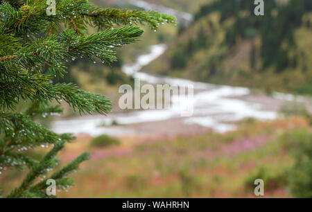Fir branches with raindrops on the background of a blooming mountain valley with a river in the summer season Stock Photo