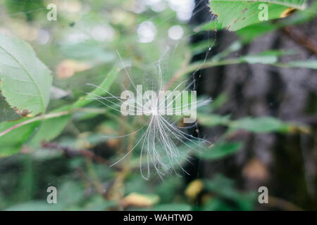 a dandelion seed trap on a spiderweb Stock Photo
