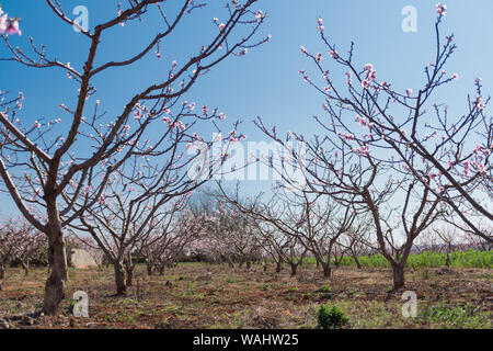 Blooming pink peach blossom in the garden Stock Photo