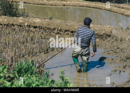 Farmer working on terraced rice fields in the morning Stock Photo