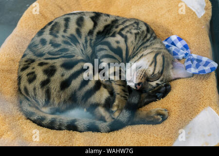 cute stripped cat portrait while sleeping on a park alley Stock Photo ...