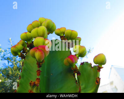 Large candelabra tree cactus with yellow flower buds in Andalusian spring sunshine Stock Photo