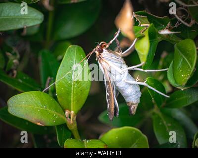 Box tree moth (cydalima perspectalis) - death of the Buxus Stock Photo