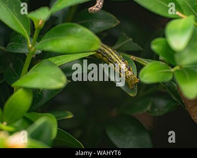 Box tree moth (cydalima perspectalis) - death of the Buxus Stock Photo