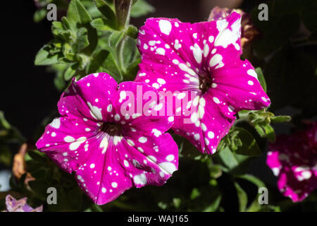 Flower petunia hybrida family solanaceae fifty megapixels macro background fine art in high quality prints products Stock Photo