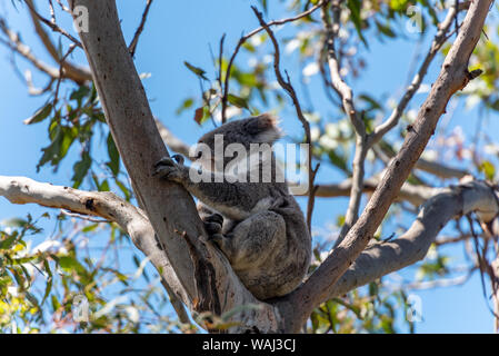 Koala staying on a tree branch Stock Photo