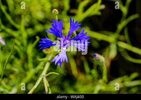 Knapweed blue flower in the garden green, close up Stock Photo