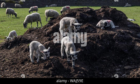 Little sheps playing on sunny day at farm house Stock Photo