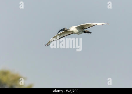 Africa, Botswana, Chobe National Park. African sacred ibis in flight. Credit as: Wendy Kaveney / Jaynes Gallery / DanitaDelimont.com Stock Photo