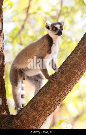 Africa, Madagascar, Amboasary, Berenty Reserve. Portrait of a ring-tailed lemur (Lemur catta) in a tree. Stock Photo
