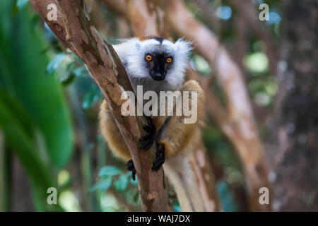 Africa, Madagascar, Akanin'ny Nofy Reserve. Female black lemur (Eulemur macaco) peering out from a tree limb.