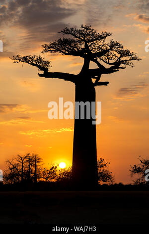 Africa, Madagascar, Morondava, Baobab Alley. Baobab trees at sunset. Stock Photo