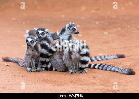 Africa, Madagascar, Amboasary, Berenty Reserve. Group of ring-tailed lemurs huddling together for warmth in the early morning chill. Stock Photo