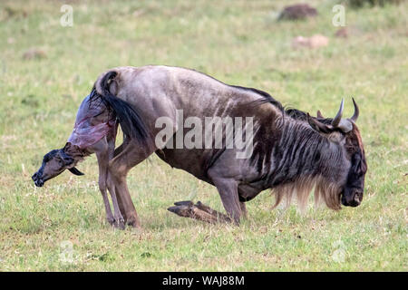 Africa, Tanzania, Ngorongoro Crater. Wildebeest (Connochaetes taurinus) mother giving birth Stock Photo