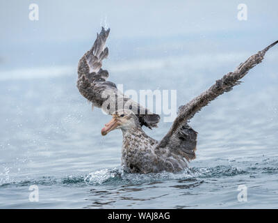 Northern Giant Petrel or Hall's Giant Petrel (Macronectes halli) bathing in the Bay of Isles near Prion Island on South Georgia. Stock Photo