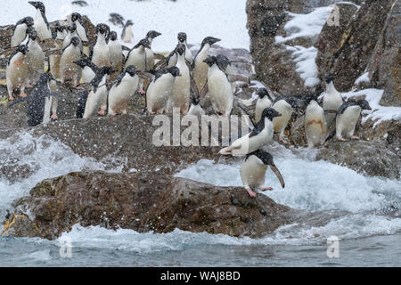 Antarctica, Antarctic Peninsula, Kinnes Cove. Adelie penguins heading to sea. Stock Photo