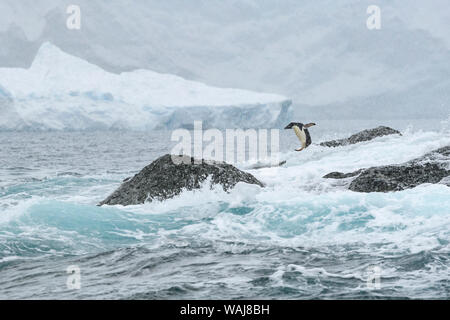 Antarctica, Antarctic Peninsula, Kinnes Cove. Adelie penguin heading to sea. Stock Photo