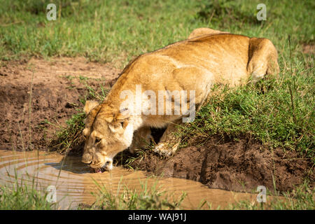 Lioness lies drinking from pool in sunshine Stock Photo