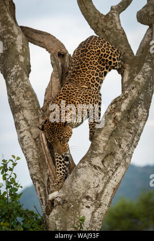 Male leopard climbs down tree by bushes Stock Photo