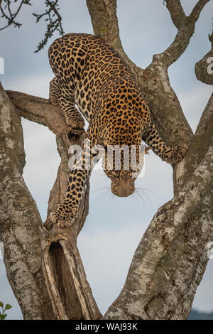 Male leopard climbs carefully down forked tree Stock Photo