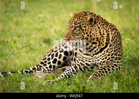 Male leopard lies in grass staring left Stock Photo