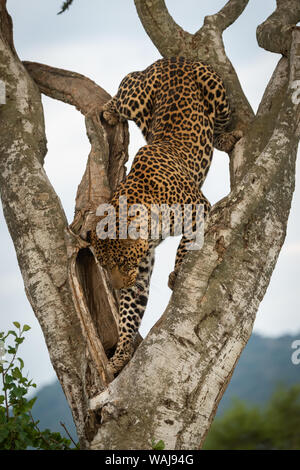 Male leopard climbs awkwardly down forked tree Stock Photo