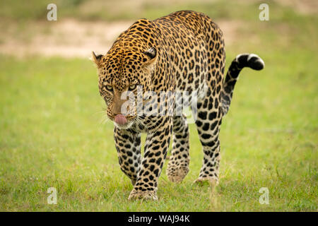 Male leopard walks across grass licking nose Stock Photo