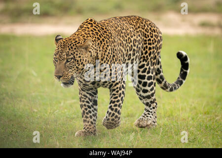Male leopard walks across grass lifting paw Stock Photo