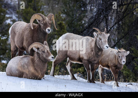 Canada, Alberta, Jasper. Bighorn sheep family. Stock Photo