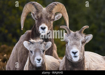 Canada, Alberta, Jasper. Bighorn sheep ram with juveniles. Stock Photo