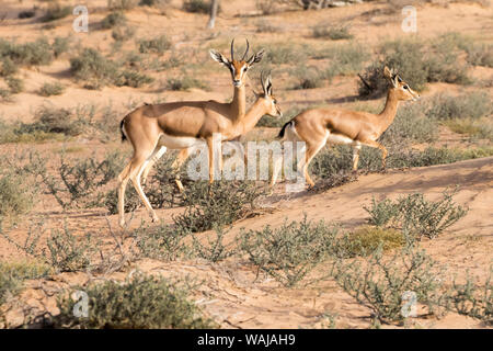 Sand Gazelle at Al Maha Desert Resort, UAE Stock Photo - Alamy