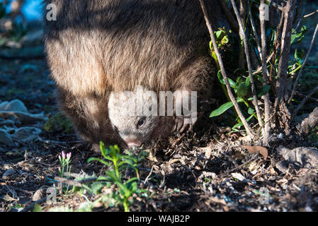 Australia, Tasmania, Maria Island, Darlington. Joey sticking head out of marsupial pouch as mother forages Stock Photo