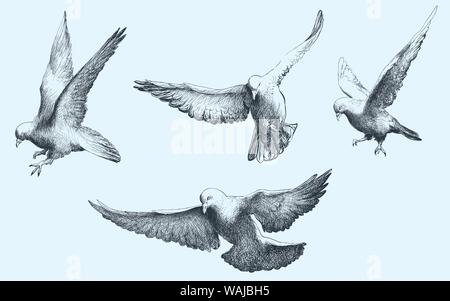 Line art dove. Flying pigeon logo drawing. Black and white vector  illustration. Good for greeting card, banner, flyer and poster. Stock  Vector | Adobe Stock
