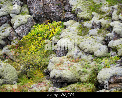 Moss during fall on a lava flow in Thingvellir. Stock Photo