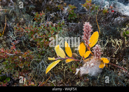 Greenland. Eqip Sermia. Dwarf willow and lichen. Stock Photo