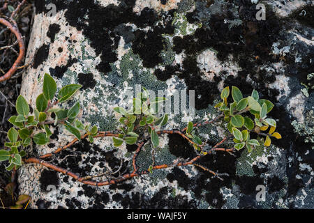 Greenland. Eqip Sermia. Dwarf willow growing on a lichen-covered rock. Stock Photo