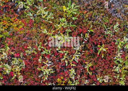 Greenland. Eqip Sermia. Dwarf willow and other tundra plants. Stock Photo