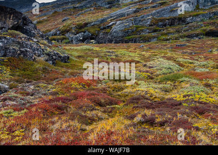 Greenland. Eqip Sermia. Greenlandic forest of dwarf trees and other plants. Stock Photo