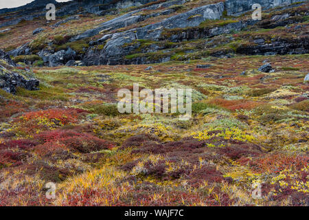 Greenland. Eqip Sermia. Greenlandic forest of dwarf trees and other plants. Stock Photo