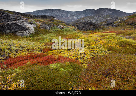 Greenland. Eqip Sermia. Greenlandic forest of dwarf trees and other plants. Stock Photo