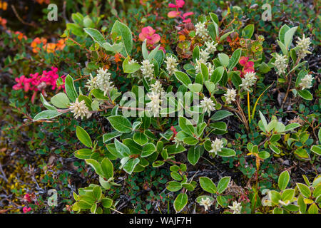 Greenland. Eqip Sermia. Dwarf willow. Stock Photo