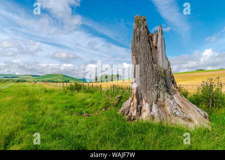 Dead tree on the edge of field of wheat ready for harvest in rural northeast england Stock Photo