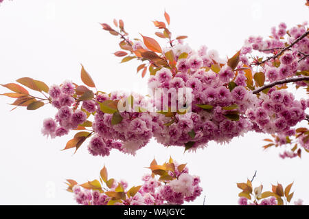 Japan Sakura Kanzan Flower Blooms on a Branch in Springtime Stock Photo