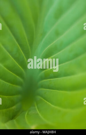 Hosta leaf detail Stock Photo