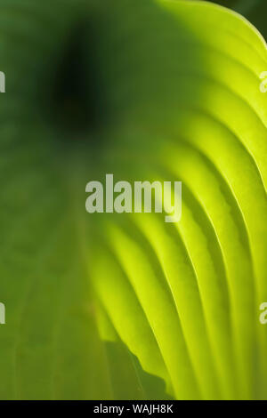 Hosta leaf detail Stock Photo